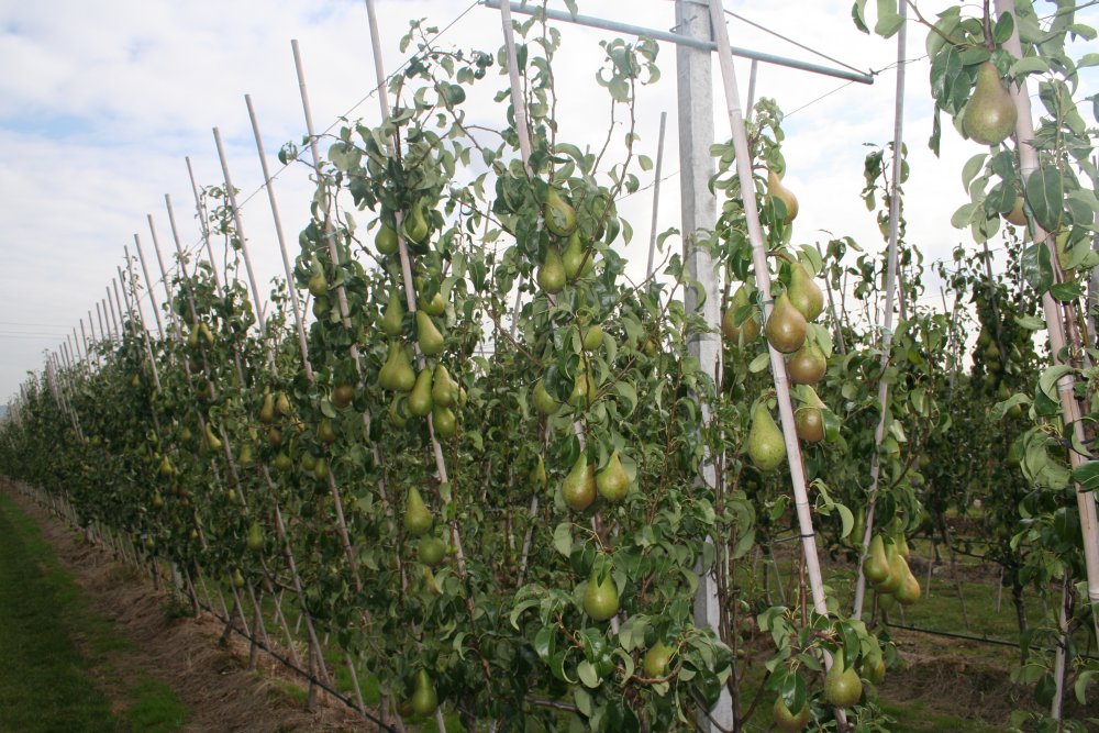 Concept Pear Orchard V system Conference Pears