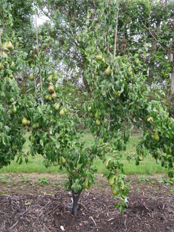 Conference Pear Fruit Wall using 'double leader trees' in trial plots