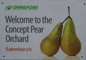 Sainsburys Concept Pear Orchard
