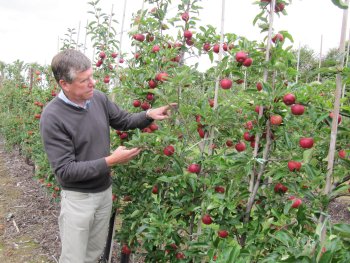 Tim Biddlecombe in a Gala Fruit Wall trial plot