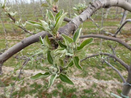 Braeburn at Green Cluster stage at HOWT Green Farm on Wednesday