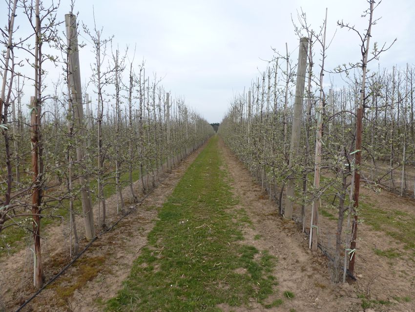 Braeburn at HOWT Green Farm