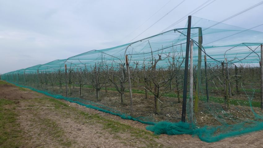 Cherries at HOWT Green Farm