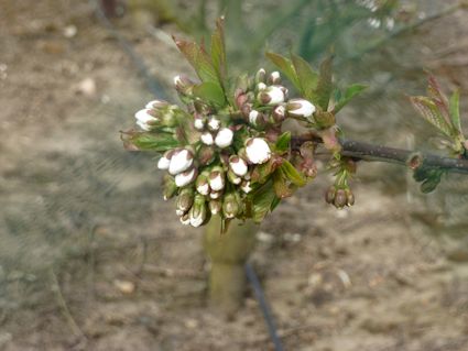 Lapins Cherries at white bud stage