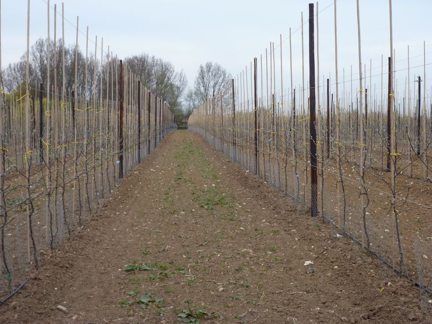 A new Braeburn orchard planted this winter (2012/2013)