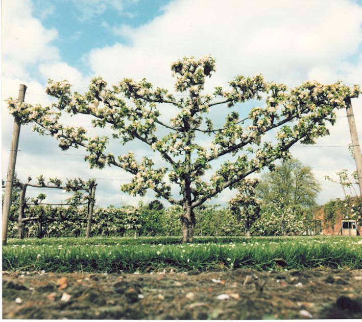 A Fan trained tree at Bradbourne