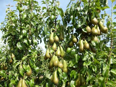 The winning Conference pears at David Long's