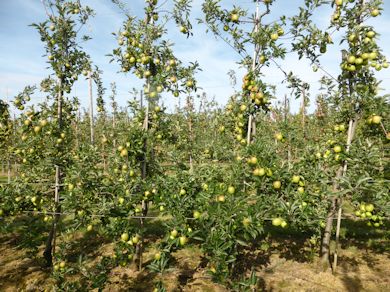 Braeburn is carrying a heavy crop of good quality apples this season