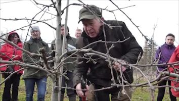 Brian Thompsett pruning in the Huxley Orchard with Hadlow Students