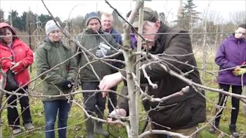 Brian Thompsett pruning in the Huxley Orchard with Hadlow Students