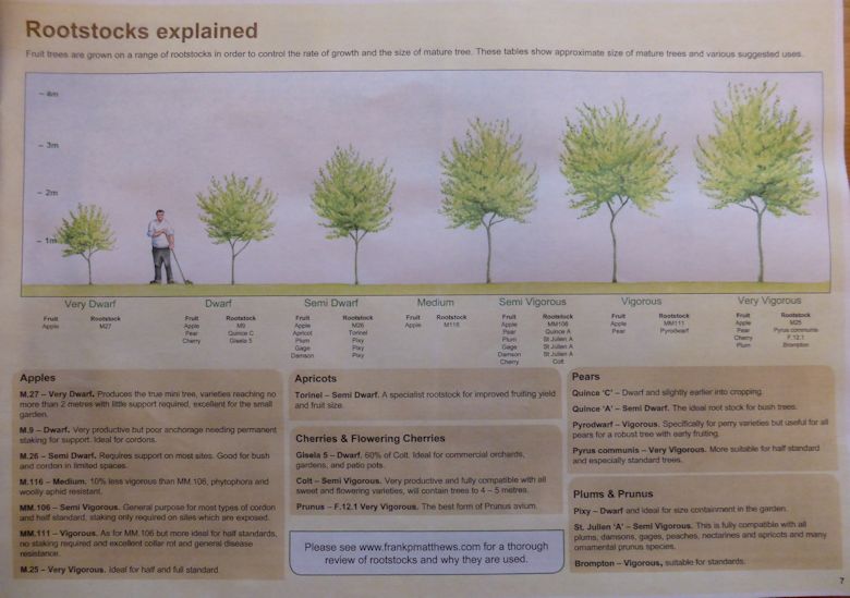 Apple rootstocks and their influence on the tree size