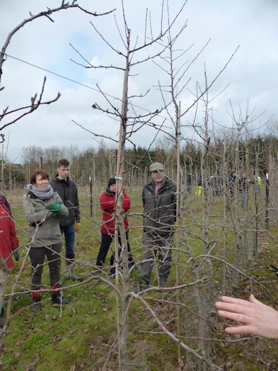 Brian demonstrating the finer points of pruning to Hadlow Students