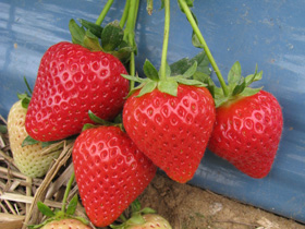 Malling Centenary Strawberries
