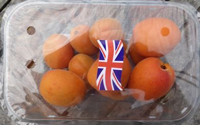 English Apricots