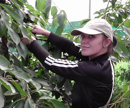 Deleha (Delia) picking Regina Cherries at Owens Court on Tuesday