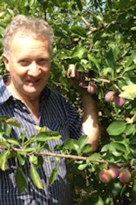 Michael Bentley with his Opal Plums destined for Waitrose