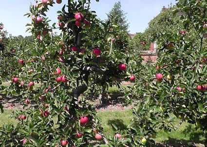 New season English Discovery apples