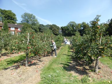 English Discovery picking is under way