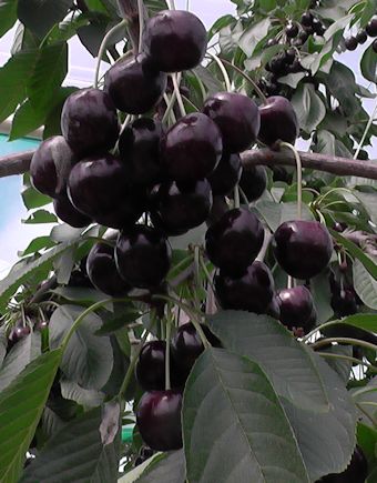 Regina Cherries at Owens Court