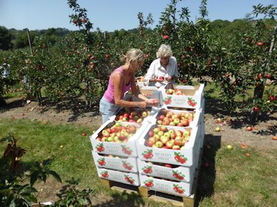 Sorting Discovery into the size and quality standards