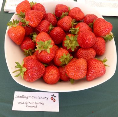 Malling Centenary Strawberries - launched to celebrate 100 years of EMR
