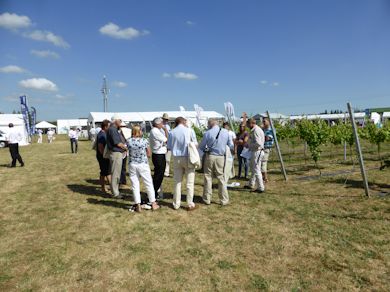 One of the demonstration points at Fruit Focus featuring vines