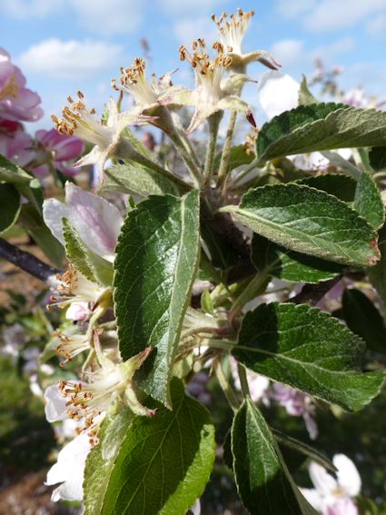 These Braeburn blossoms have moved past the petal fall stage and the first fruitlets are clearly developing