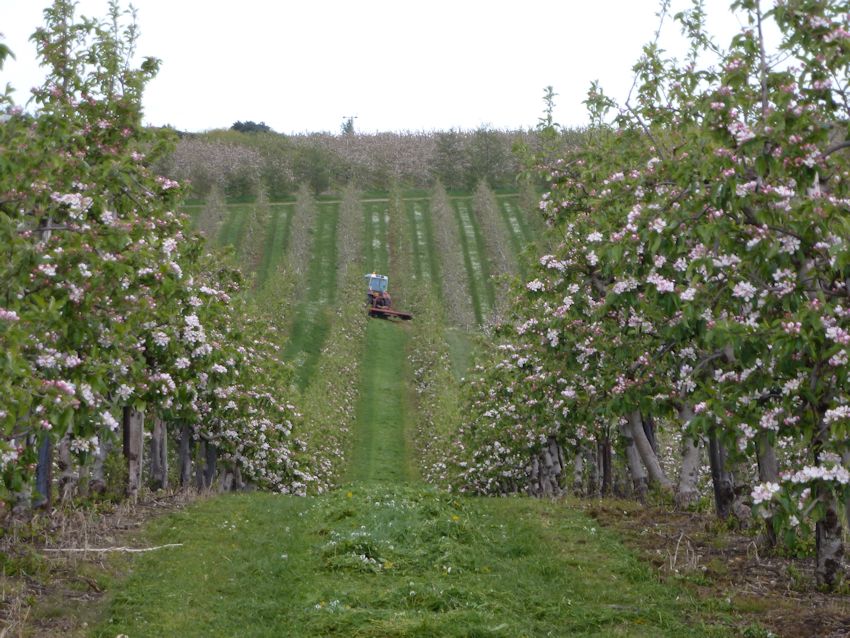 The delight of freshly mown grass as the mower makes its way through this orchard at Nickle Farm