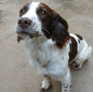 This delightful Springer Spaniel belonging to the Riccini family captured the EAM's attention