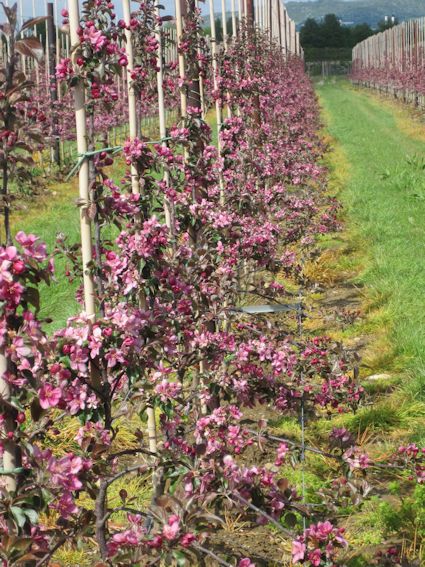 Red Love Apples planted at East Malling in 2012 in full bloom