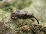 A female weevil with its egg laying tube clearly showing