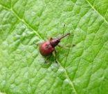 Apple Rhyncites Weevil