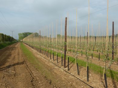 Trees planted this Spring in their 1st Leaf