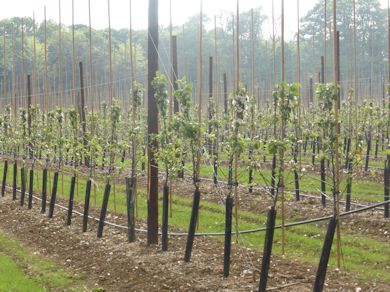 Young trees at Highland Court