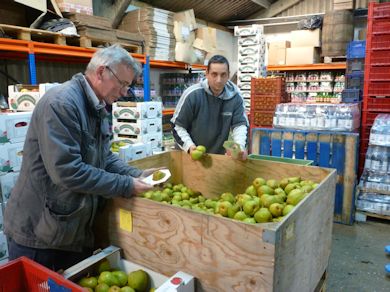 Sorting Comice pears by hand