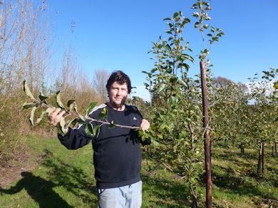 John Dench in the new orchard showing strong annual growth on this young Cheerfull Gold tree