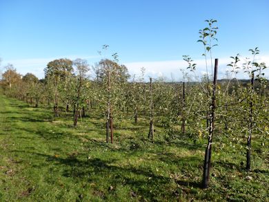 This new orchard now 3 years old hosts an extensive mix of varieties