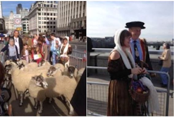 Theresa Huxley herding sheep on London Bridge