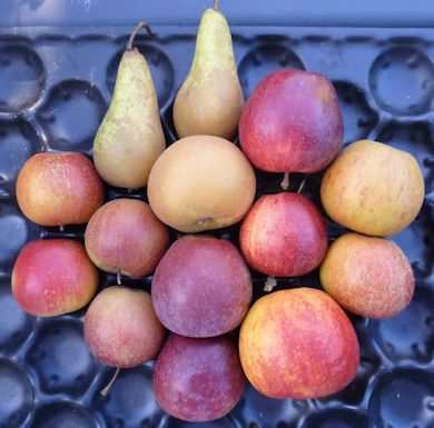 Apples and Pears bought at Great Park Farm