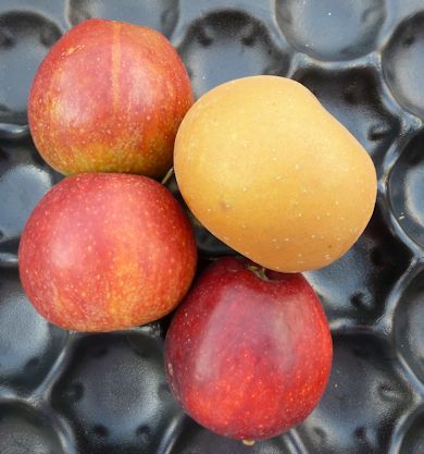 Apples bought at Hope Cottage Farm Shop