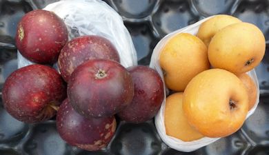 Organic apple bought at Sedlescombe Organic Farm