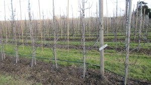 A young intensive pear orchard